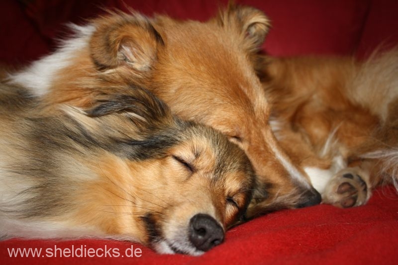 Jacie von den Rethörnchen