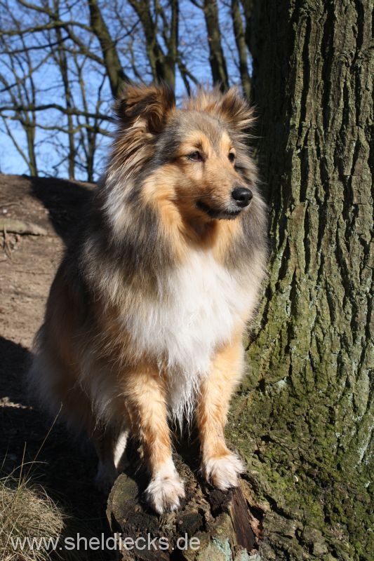 Jacie von den Rethörnchen