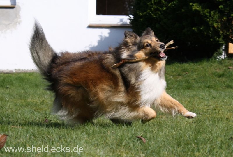 Jacie von den Rethörnchen