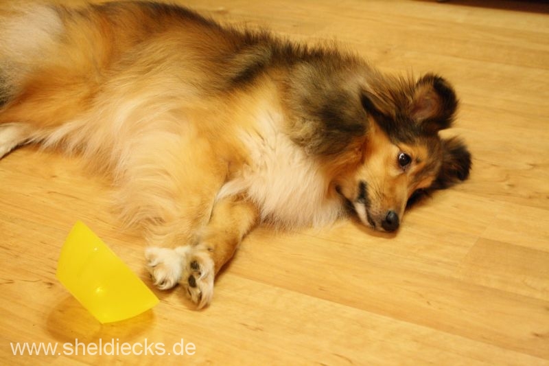 Jacie von den Rethörnchen