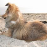 Jacie von den Rethörnchen