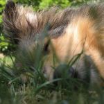 Jacie von den Rethörnchen