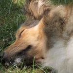 Jacie von den Rethörnchen