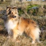 Jacie von den Rethörnchen