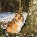 Jacie von den Rethörnchen