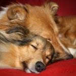 Jacie von den Rethörnchen