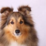 Jacie von den Rethörnchen