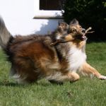 Jacie von den Rethörnchen