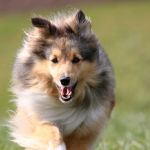 Jacie von den Rethörnchen