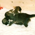 Jacie von den Rethörnchen