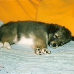 Jacie von den Rethörnchen