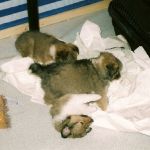 Jacie von den Rethörnchen