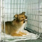 Jacie von den Rethörnchen