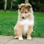 Jacie von den Rethörnchen