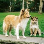 Jacie von den Rethörnchen