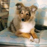 Jacie von den Rethörnchen