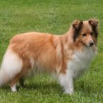 Lovely Leonie von den Rethörnchen