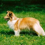 Lovely Leonie von den Rethörnchen