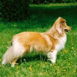 Lovely Leonie von den Rethörnchen