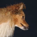 Lovely Leonie von den Rethörnchen