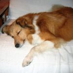 Lovely Leonie von den Rethörnchen