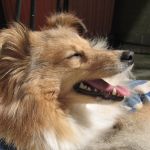 Lovely Leonie von den Rethörnchen