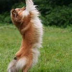 Lovely Leonie von den Rethörnchen