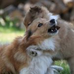 Lovely Leonie von den Rethörnchen