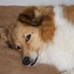 Lovely Leonie von den Rethörnchen