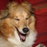 Lovely Leonie von den Rethörnchen