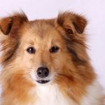 Lovely Leonie von den Rethörnchen