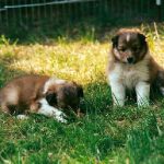 Lovely Leonie von den Rethörnchen