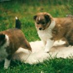 Lovely Leonie von den Rethörnchen