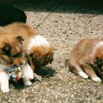 Lovely Leonie von den Rethörnchen