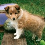 Lovely Leonie von den Rethörnchen