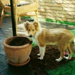 Lovely Leonie von den Rethörnchen