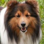 Miles McCoy vom Ohmtalteufel