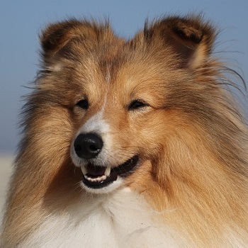 Sheltie Sheldieck's Tabaluga The Timewarp