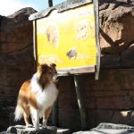Sheldieck's Single Sam im Zoo Hannover